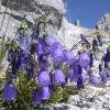 campanula dei ghiaioni 2